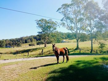 Horse grazing on grassy field