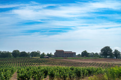 Scenic view of agricultural field against sky