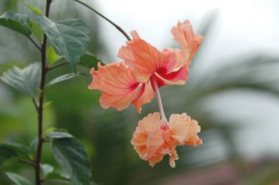 Close-up of red hibiscus flower