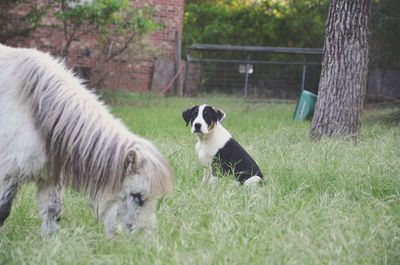 Miniature horse and dog on grassy field at farm