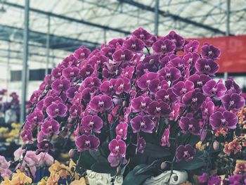 Close-up of flowers in greenhouse