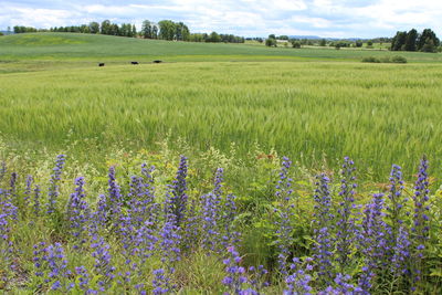 Scenic view of purple flowering plants on field