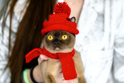 Close-up portrait of cat