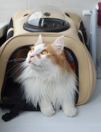 Close-up portrait of a cat