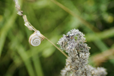 Close-up of snail and fly on plant