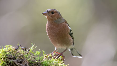 Close-up of bird perching on plant