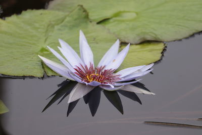 Close-up of water lily in lake