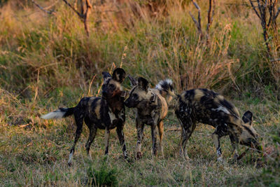 wilddogs in the