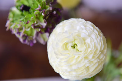 Close-up of white rose flower