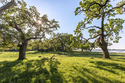 Trees on field against sky