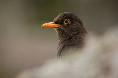 Close-up of bird