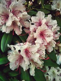 Close-up of pink flowers