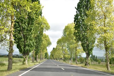 Empty country road in a sunny day of summer