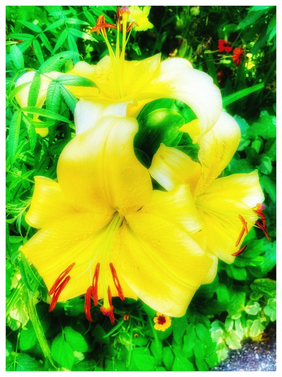 plant, flower, flowering plant, freshness, yellow, growth, flower head, inflorescence, transfer print, petal, fragility, auto post production filter, beauty in nature, nature, close-up, green, no people, outdoors, day, daylily, blossom, vibrant color, botany, leaf, springtime, plant part