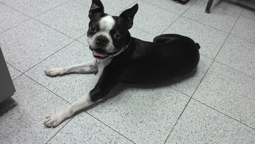 Portrait of dog sitting on floor