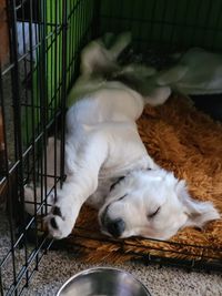 Dog sleeping in cage