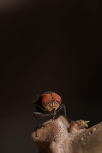 Close-up of housefly with big red eyes and ugly face