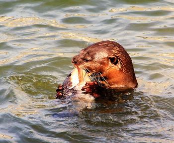 View of swimming in water