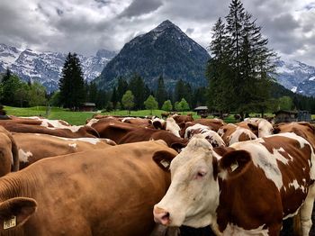 Cows on field against sky