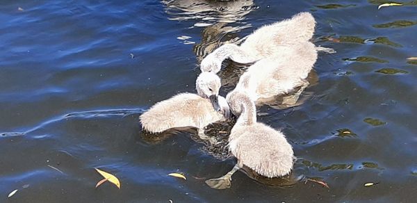 High angle view of swans swimming in lake