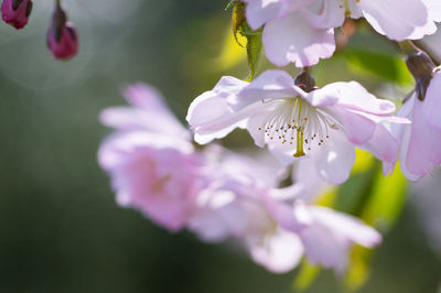 Close-up of pink flower