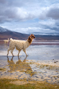 Horse standing at beach