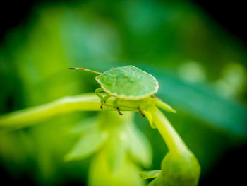 Close-up of insect on plant