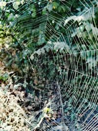 Close-up of spider on web