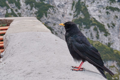 Close-up of bird perching on rock