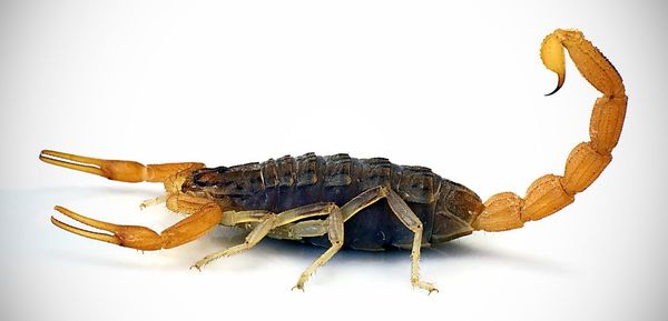 Close-up of insect over white background