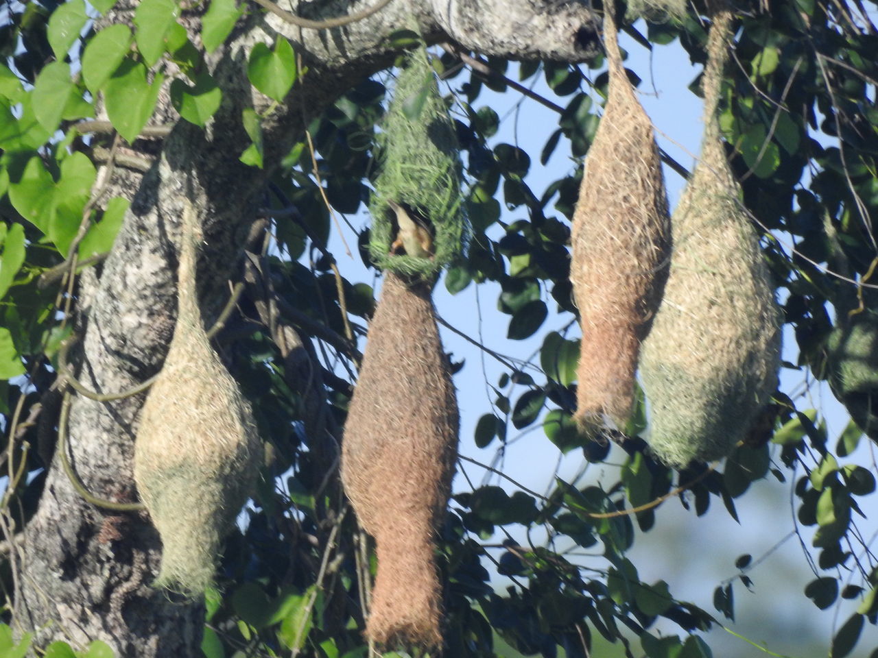 LOW ANGLE VIEW OF LEAVES ON TREE