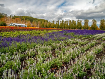 Scenic view of lavender field against cloudy sky