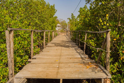 Narrow footbridge along trees and plants