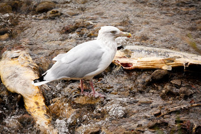 Close-up of seagull perching on rock