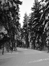 Road amidst trees against sky