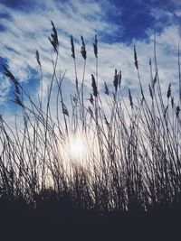 Plants growing on field at sunset