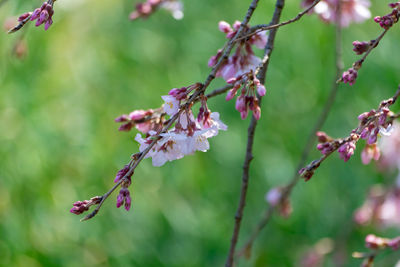 Close-up of fresh flowers blooming on tree