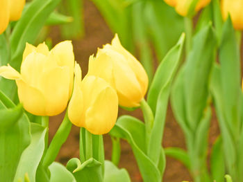 Close-up of yellow tulip