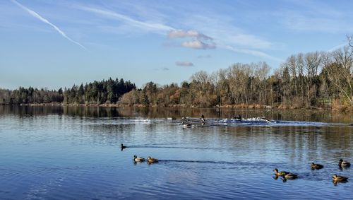 Reflection of trees and ducks at deer lake with blue sky 