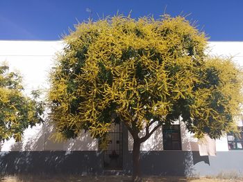 Close-up of yellow tree against sky