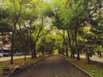 Road amidst trees