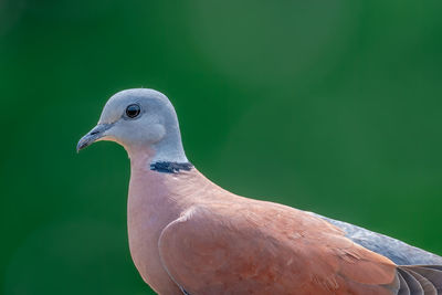 A eurasian collared-dove is brave enough to stand for a close-up portrait.