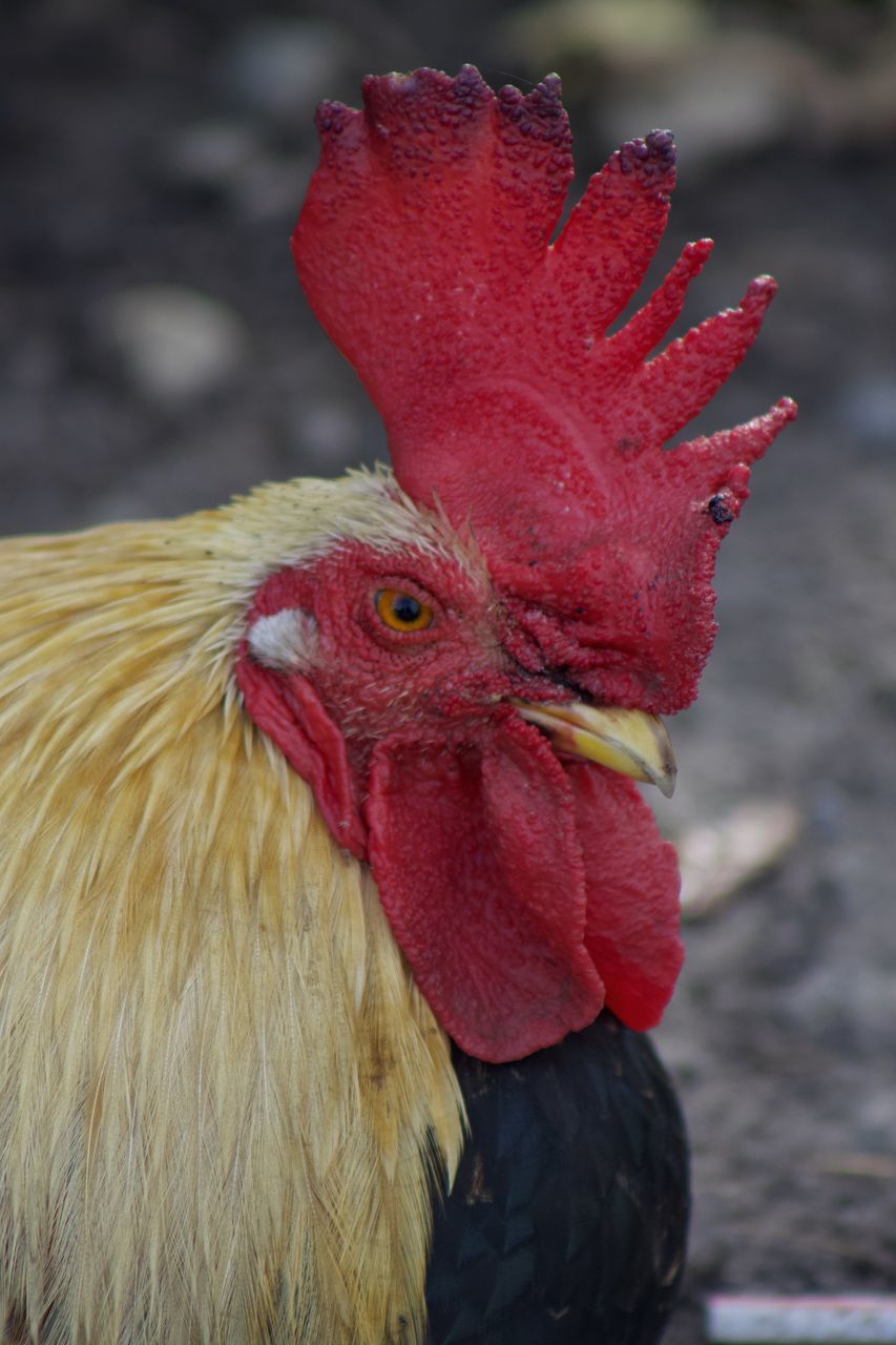 CLOSE-UP OF A PARROT