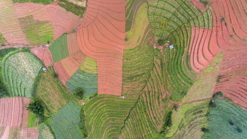 Full frame shot of multi colored agricultural landscape