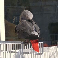 Close-up of bird perching on railing