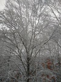 Low angle view of bare trees during winter