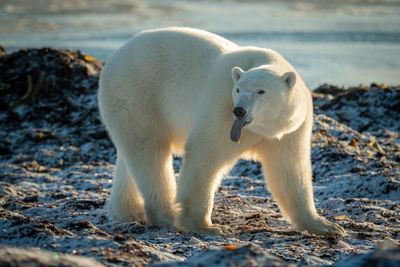 Polar bear on shoreline with tongue out