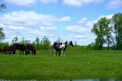 Horses in a field