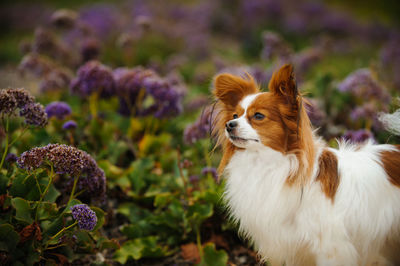 Close-up of dog on flower