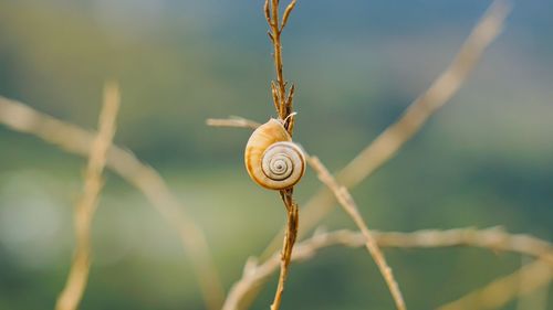 Close-up of snail on plant